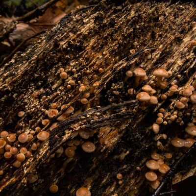 Eine Vielzahl von Pilzen