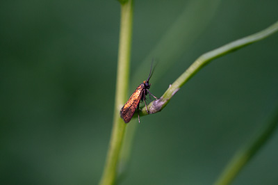 Wahrscheinlich Rotsilberne Langhornmotte (Cauchas rufimitrella)