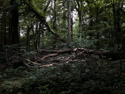 Umgestürzter Baum im Wald